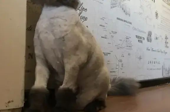 Кошки потеряшки, Москва, фото: Потеряшка кошка ПУШ на 1-й ул. Текстильщиков, д.9