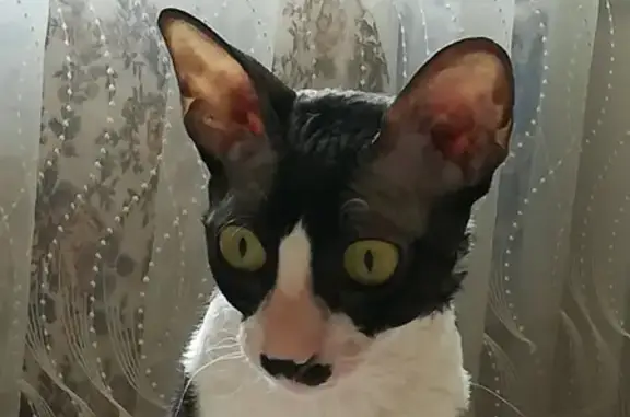 Потерянные животные Килелей, фото: Пропала кошка в Килелее, Нижегородская обл.