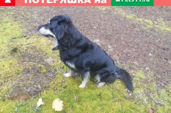 Пропала собака в Боровичах: Джессика, бордер-колли