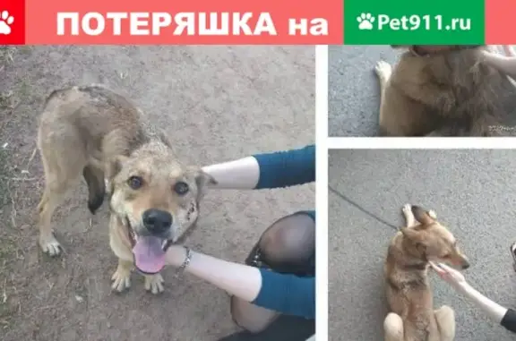 Найдена собака на Новоизмайловском проспекте с красным ошейником