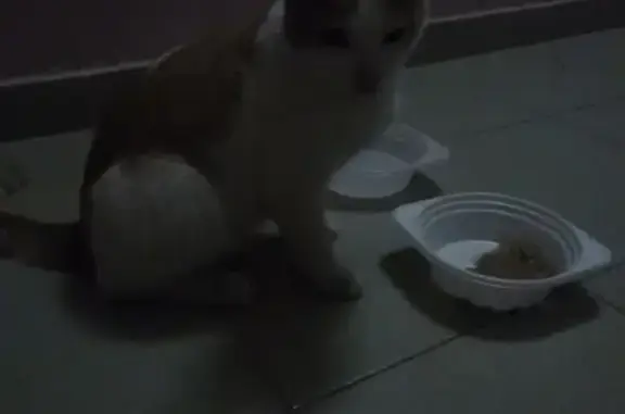 Найдена кошка на улице Крауля, 93