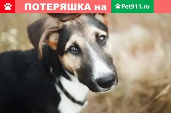 Собака найдена на Горьковском направлении, адрес - станция Орехово-Зуево.