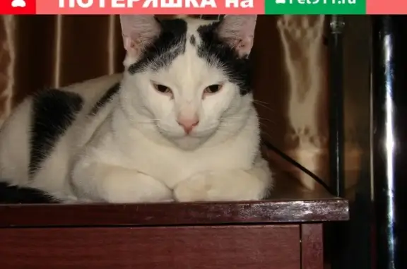 Пропала кошка в селе Самарское, Ростовская область