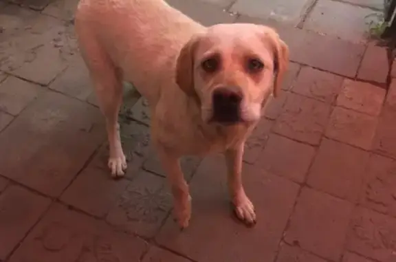 Найдена собака в Бежицком районе Брянска
