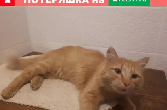 Найден кот в Перми.