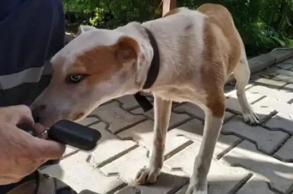 Найдена собака в Находке, контактный телефон