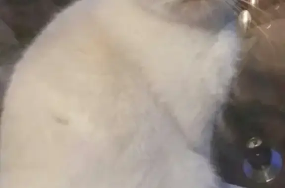 Найдена белая Тайская Вислоухая кошка на Тимуровской улице 26к2