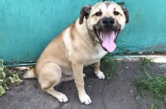 Найдена собака в Пашковском районе
