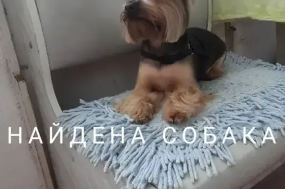 Найдена собака в Томске
