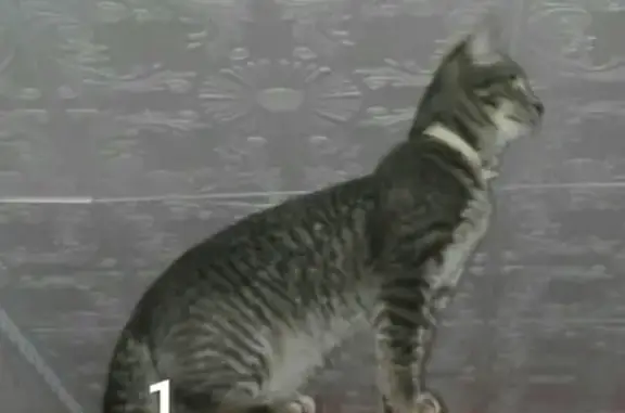 Пропала кошка в Сясьстройском поселении, Ленинградская область