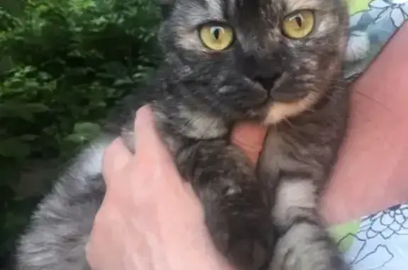 Найдена породистая кошка в Автозаводском районе