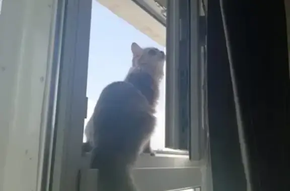 Кошки потеряшки, Москва, фото: Потеряшка кошка на Рождественской, Москва