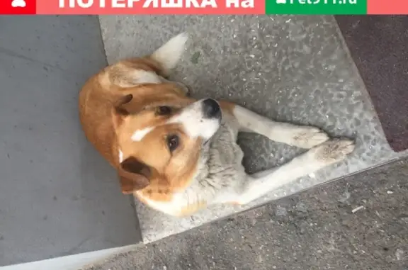 Найдена собака в Перми на ул. Шоссе космонавтов 141