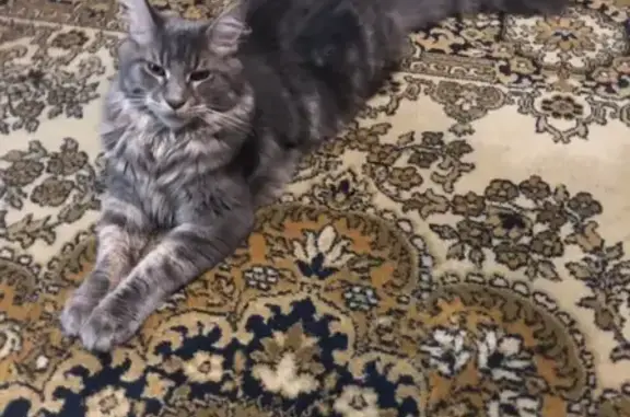 Кошки потеряшки, Москва, фото: Потеряшка кошка Фраер на Никитинской, Москва