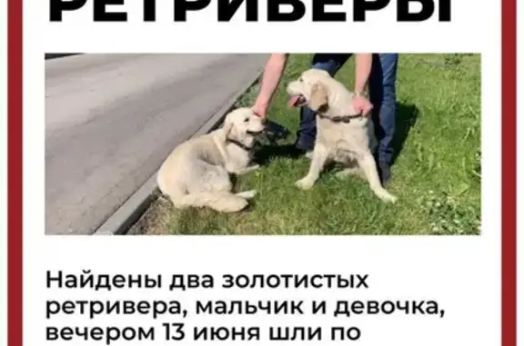 Найдены 2 домашних пса в Москве