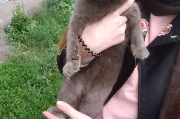 Найдена кошка на ул. Шафиева, ищем хозяев