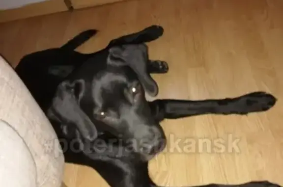 Пропала собака в Новосибирске: черный лабрадор, 7 месяцев, клеймен, укус от клеща.