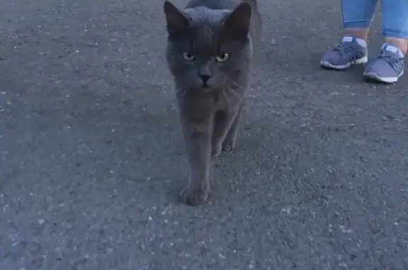 Найден кот около магазина в Новокузнецке