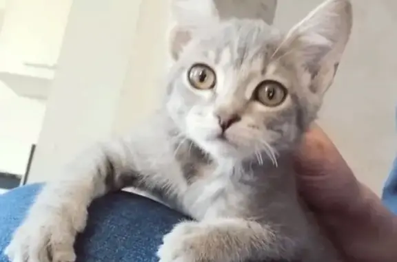Найдена красавица-котенок в Тюмени, ищет хозяев.