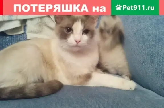 Пропала кошка Мусю на улице Рождественская, Балашиха