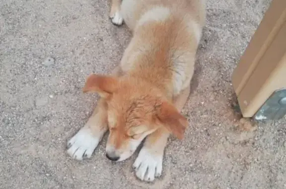 Найдена собака в Череповце - помогите найти ей дом!