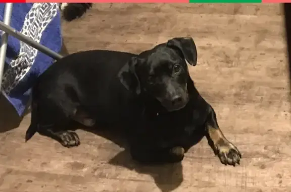 Потерянные животные Сургут, фото: Пропала собака Кутя в Белом Яре, Сургут.