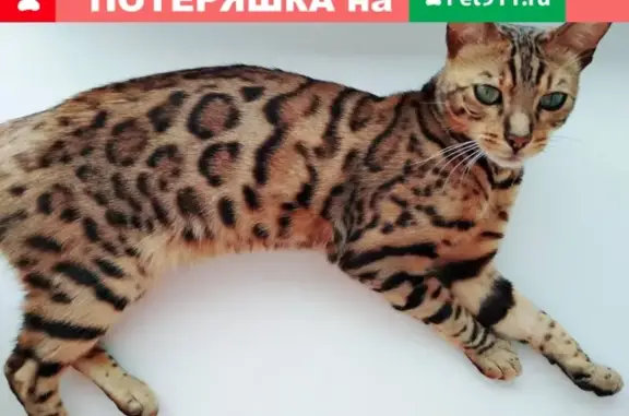 Пропала кошка Сэм в Авдотьино, МО, Россия