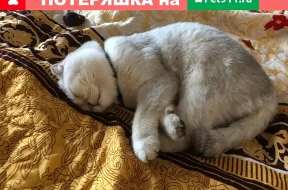 Найден кот на ул. Фестивальной 24 в Москве