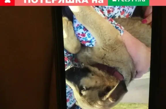 Найдена собака, Москва, фото: Щенок найден у Ленты на Боровском шоссе.