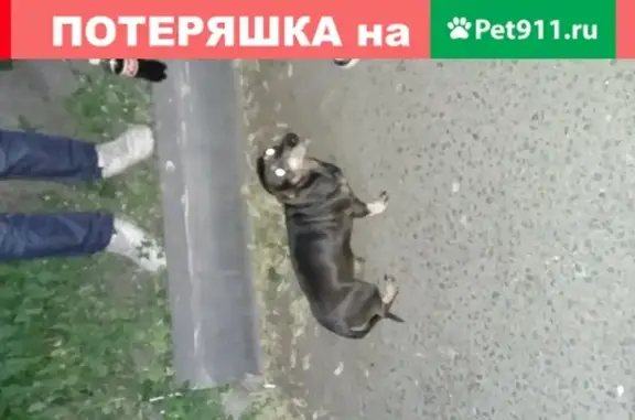 Собака Такса найдена в Санкт-Петербурге