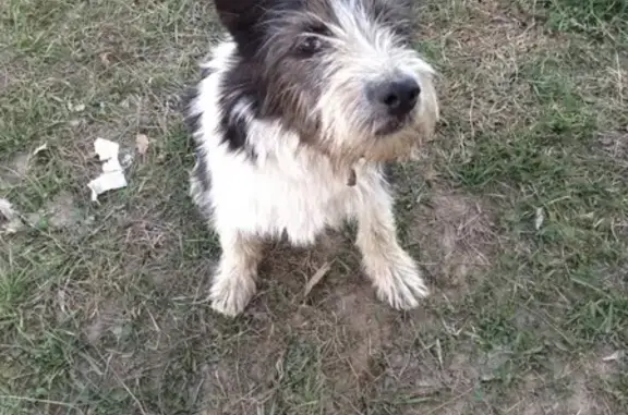 Собаки потеряшки, Кострома, фото: Потеряшка собака Найда в районе Шунги, Костромская область