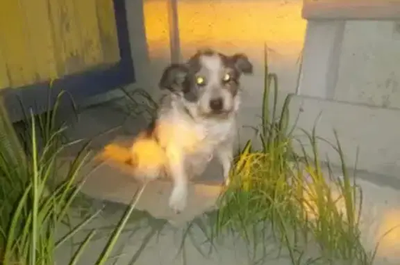 Собака Мальчик найдена на бетонном заводе в В.Пышме