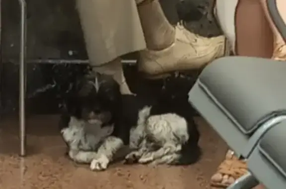 Собака Шит-цу найдена в Калининграде.