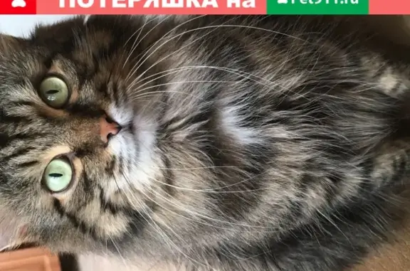 Пропала кошка в Ачинске, Красноярский край