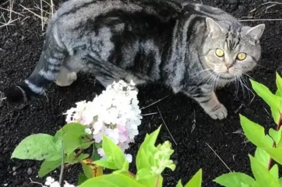 Пропала кошка Сильвер в поселке Хотьковский.