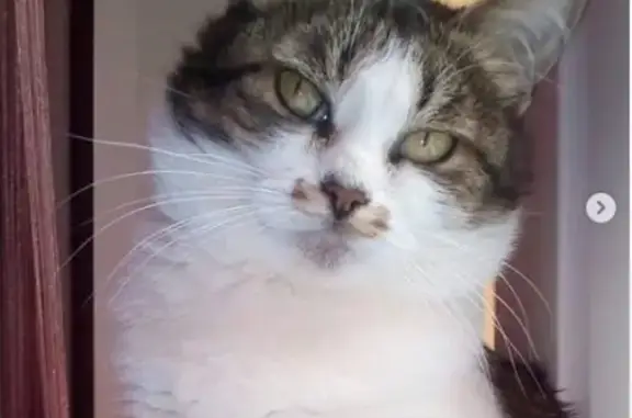 Кошки потеряшки, Шатура, фото: Потеряшка кошка в Шатуре возле школы 4