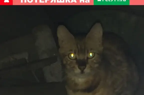 Найдена домашняя кошка в Химках