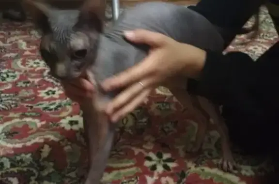 Найденные животные Санкт-Петербург, фото: Кошка найдена на пр. Авиаконструкторов, 8к2