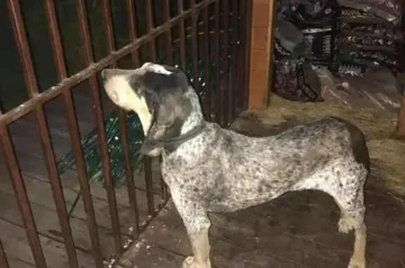 Найдена собака в Румянцево, Киевское шоссе