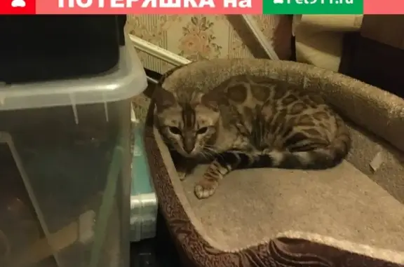 Найдена бенгальская кошка в Химках
