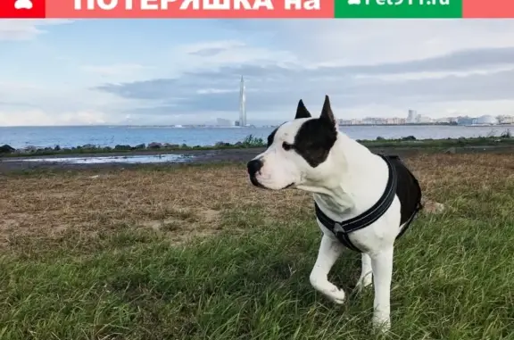 Пропала собака в деревне Гостинополье