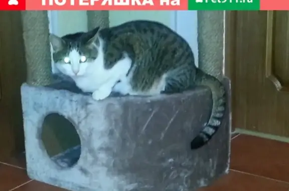 Пропала кошка на 1-м Успенском шоссе, вознаграждение - 50 тыс. руб.