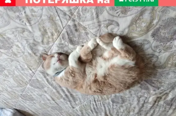 Найдена кошка во дворе в Москве
