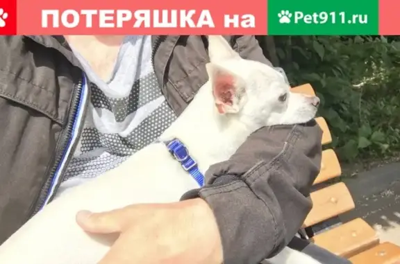 Собака с голубым ошейником на Малышева-белинского, Екатеринбург