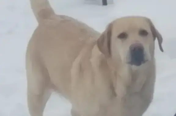 Пропала собака Джесси, Можайск, Московская область