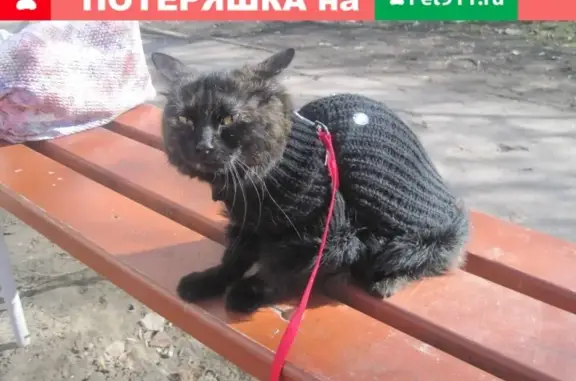 Пропала кошка в Ростове на пр. Стачки 215/1
