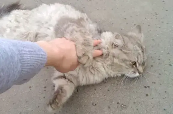 Кошка найдена на улице Халитова, Казань