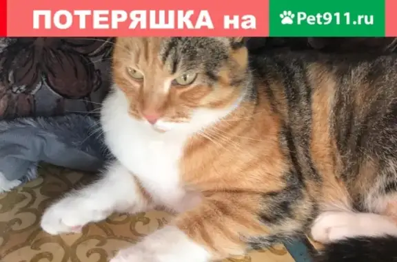 Кошки потеряшки, Москва, фото: Потеряшка кошка Мася, Москва, Измайловский проезд