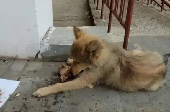 Найден щенок с ошейником на ул. Журналистов 30, Казань