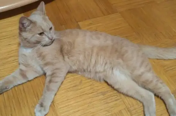 Найдена кошка в Мытищах на улице Станционная